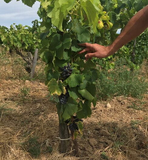 Mes meilleurs "vins de France"