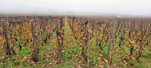 Les vins blancs des côtes de Beaune et Chalonnaise