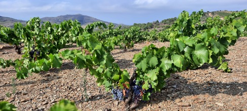 Collioure et Banyuls, le grand Sud