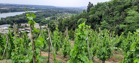 Maison Bruyère & David, un jeune mais déjà grand domaine du Rhône Nord !