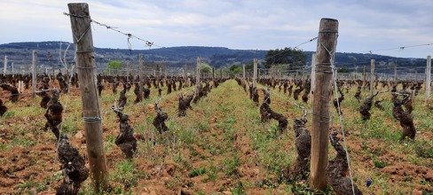 Domaine Louis Chenu et filles